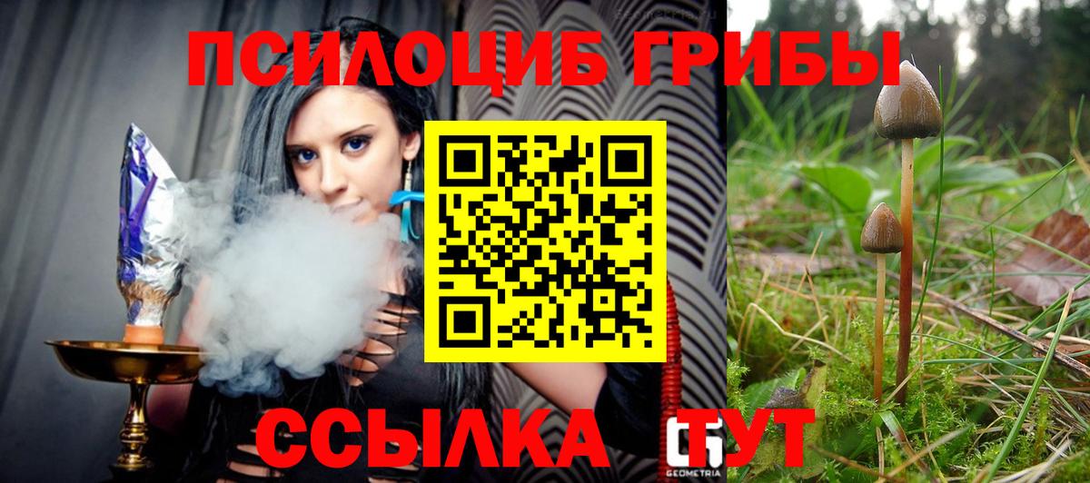 цены наркотик  Псилоцибиновые грибы GOLDEN TEACHER  Вход с VPN  Черняховск 